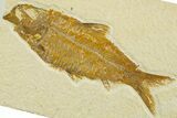 Detailed Fossil Fish (Knightia) - Wyoming #369423-1